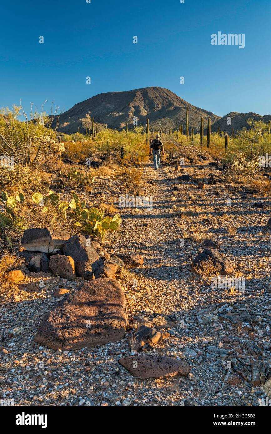 Escursioni sul Table Top Mountain Peak Trail, rocce vulcaniche basaltiche, Sonoran Desert National Monument, Arizona, USA Foto Stock