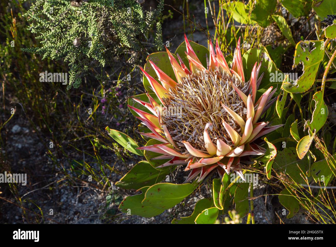 South African Wildflower: Re Protea (Protea cynaroides) in habitat naturale nel Kogelberg tra Kleinmond an Betty's Bay, Sudafrica Foto Stock