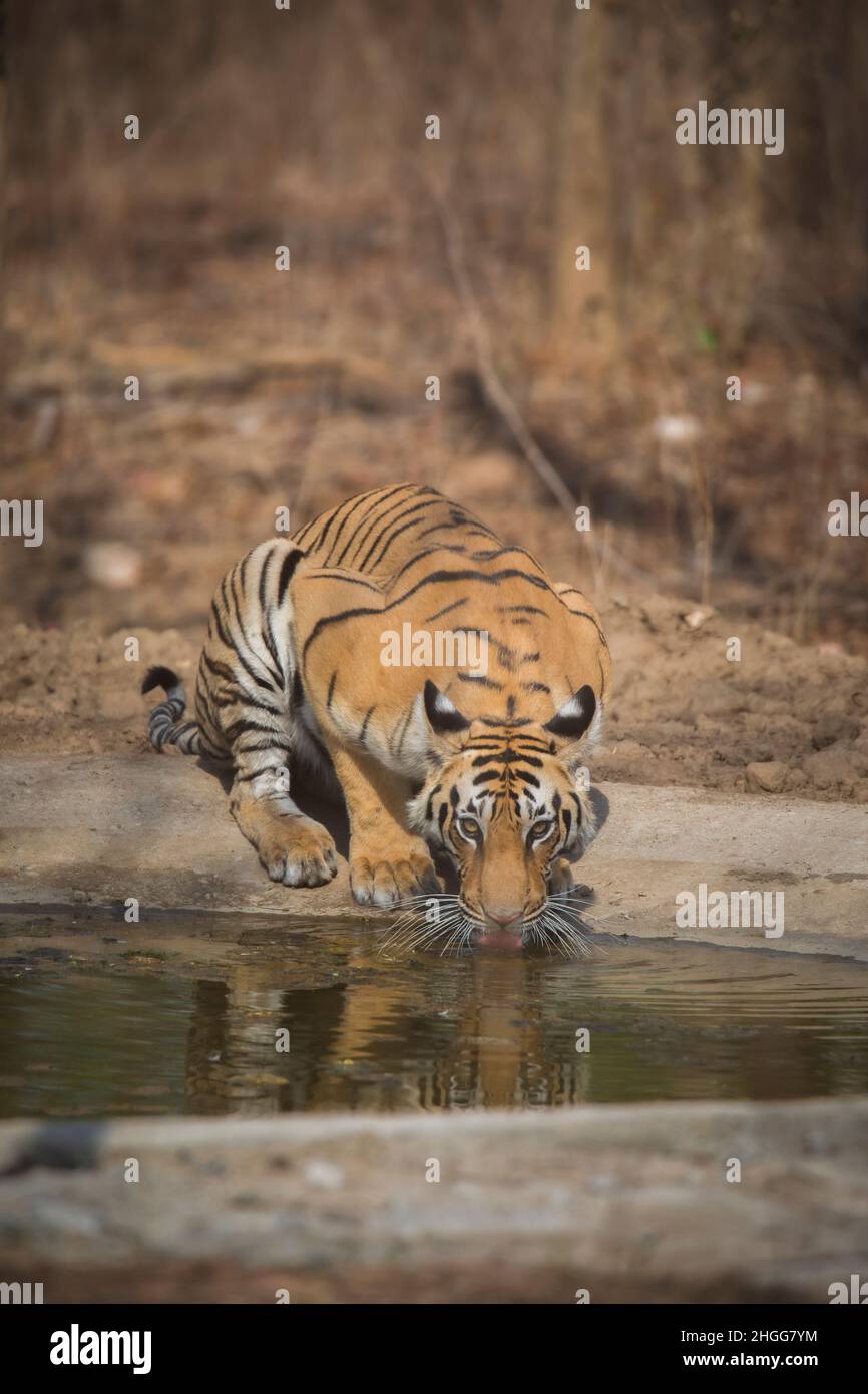 Royal Bengala Tiger, Panthera tigris, Pench Tiger Reserve, Maharashtra, India Foto Stock