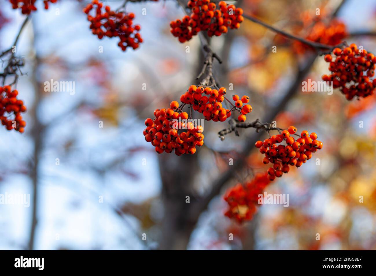 Bacche di cenere di montagna sono rosse su uno sfondo autunno sfocato Foto Stock