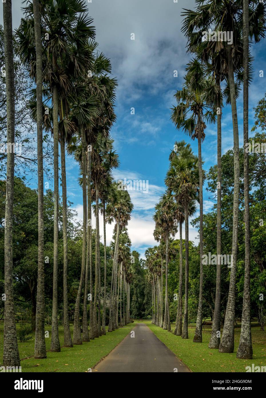 Palmya Palm Avenue a Kandy Botanical Gardens, Sri Lanka Foto Stock