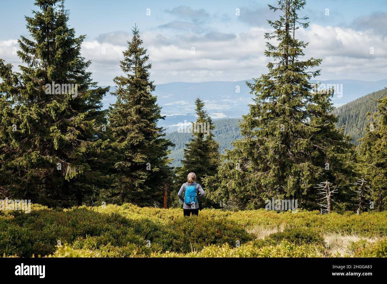 Escursionista in piedi nella foresta di abete rosso con cespugli di mirtillo. Escursioni turistiche solo in montagna. Sport stile di vita attivo Foto Stock
