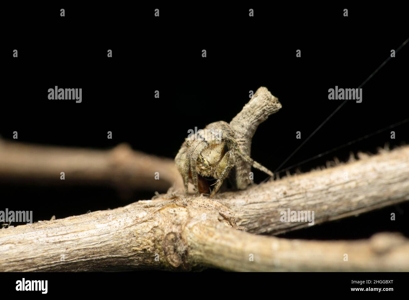 Ragno tessitore Orb, Satara, Maharashtra, India Foto Stock