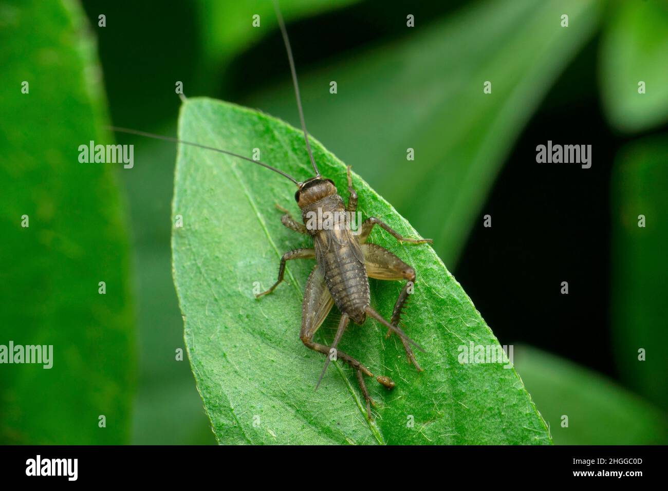 Ninfa campo cricket, Satara, Maharashtra, India Foto Stock