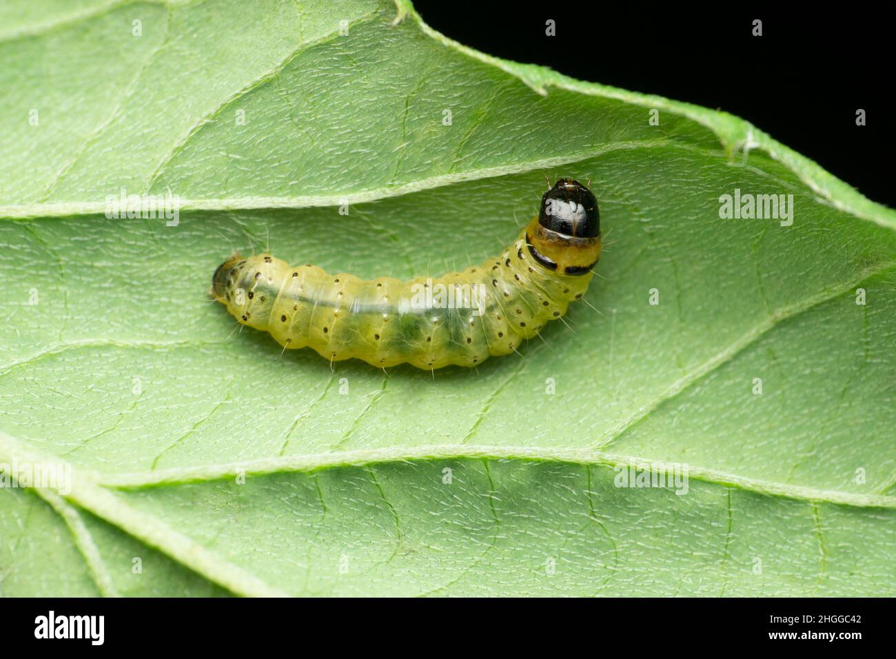 Bruco di Swift Butterfly, Satara, Maharashtra, India Foto Stock