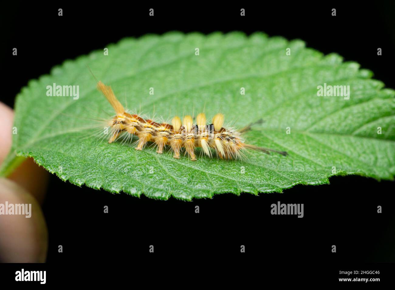 Bruco di specie di falena, Satara, Maharashtra, India Foto Stock