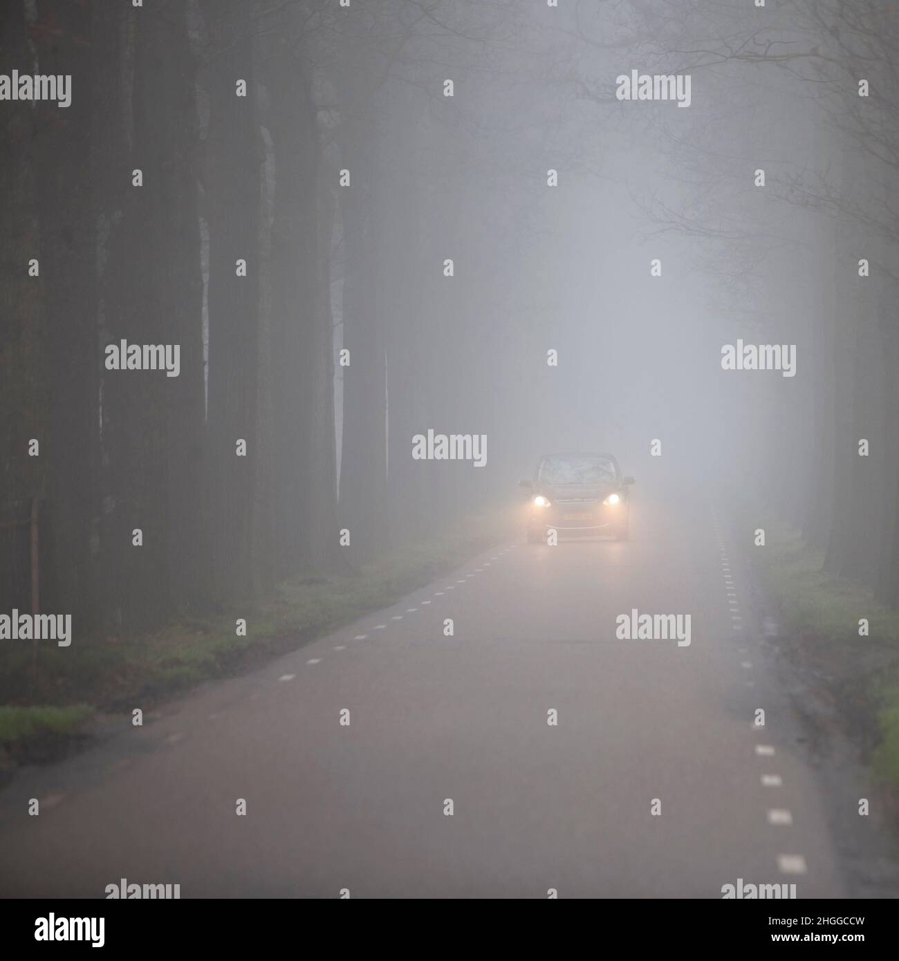 auto su strada di campagna olandese tra file di alberi in nebbia Foto Stock