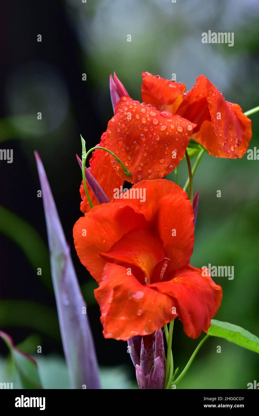 Fiore di canna indica, comunemente noto come colpo indiano, Satara, Maharashtra, India Foto Stock