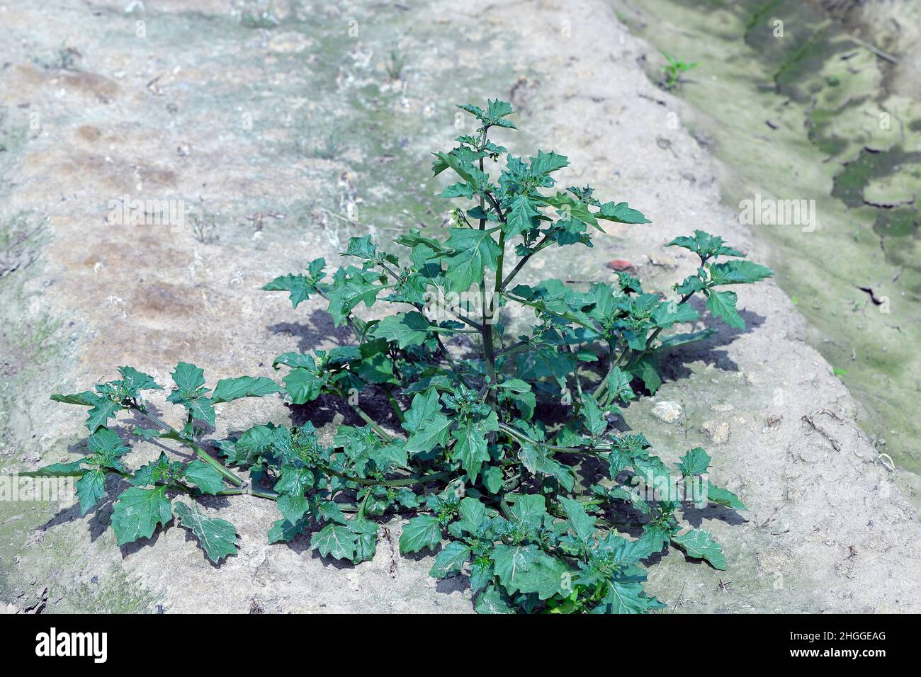 Solanum nigrum, l'ombra nera europea o semplicemente nero ombra notturna o blackberry ombra. Erbaccia diffusa e comune in agricolo. Foto Stock