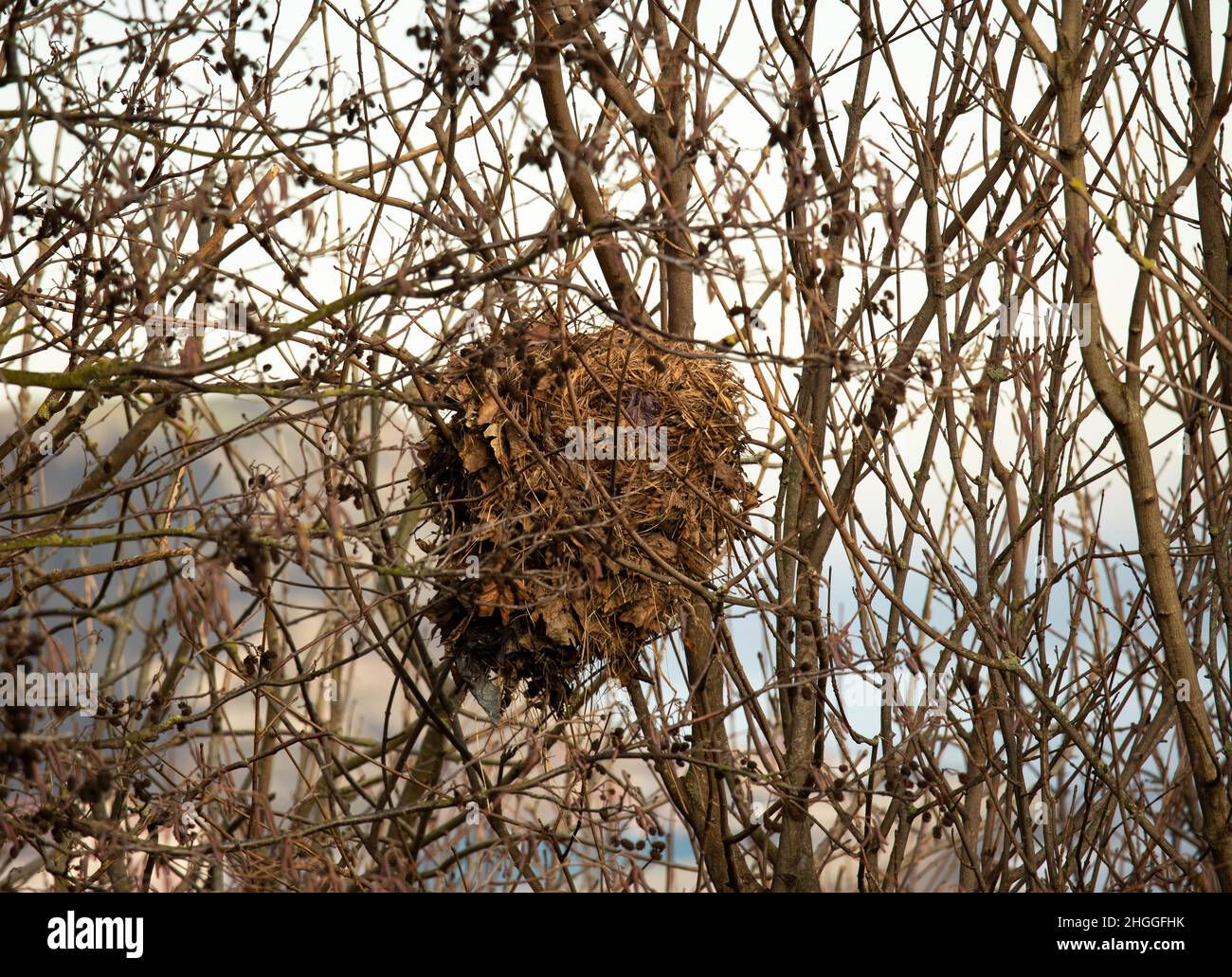 Gli scoiattoli grigi sono diurni e solitari, trascorrendo le loro notti addormentate in case accoglienti in alberi, chiamati dreys. Inoltre si ripareranno in cattive condizioni meteorologiche. Foto Stock