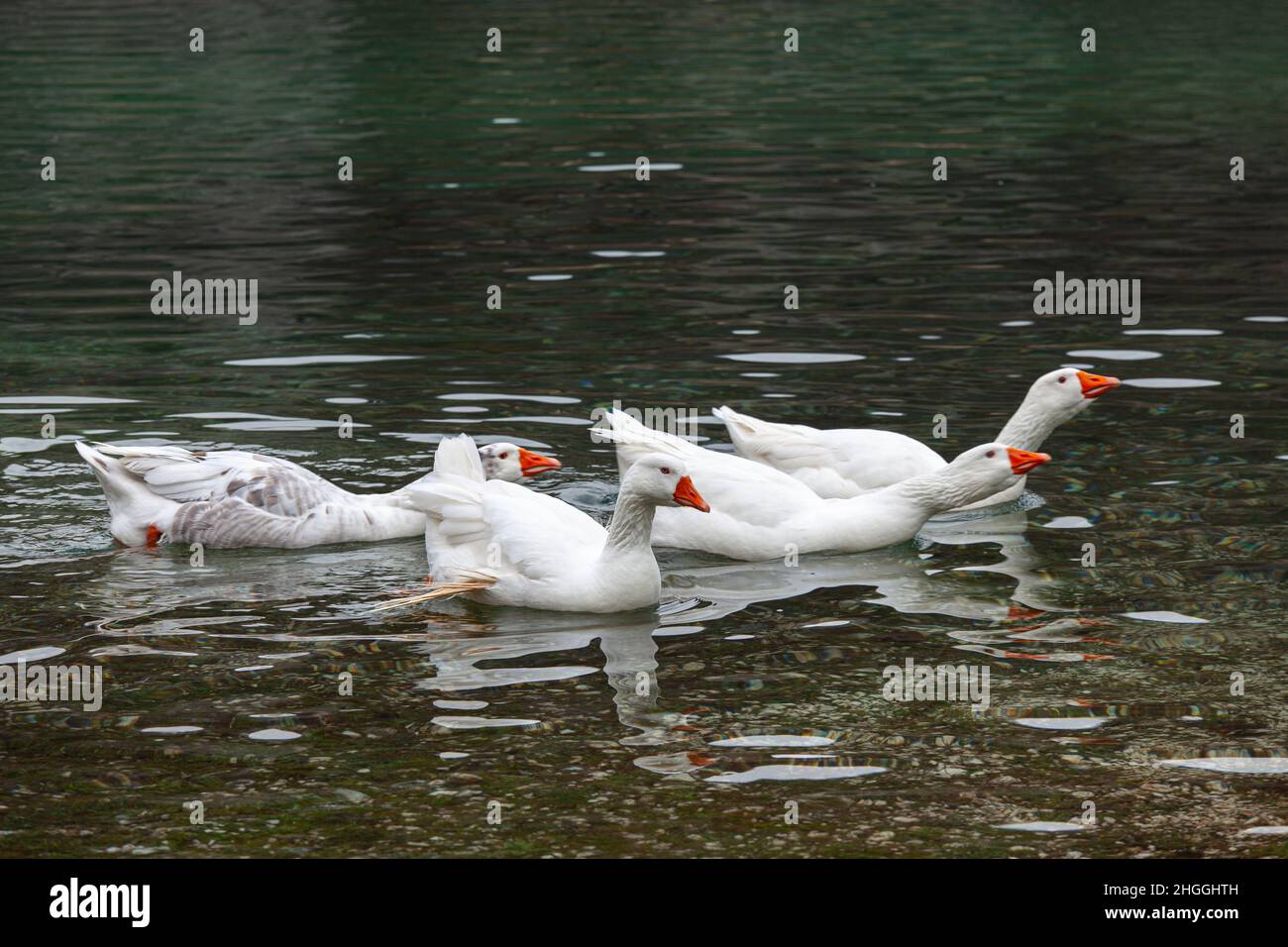 Oche selvatiche con piume bianche nuotano nelle acque limpide del Lago di San Domenico. Villalago, provincia di l'Aquila, Abruzzo, Italia, Europa Foto Stock