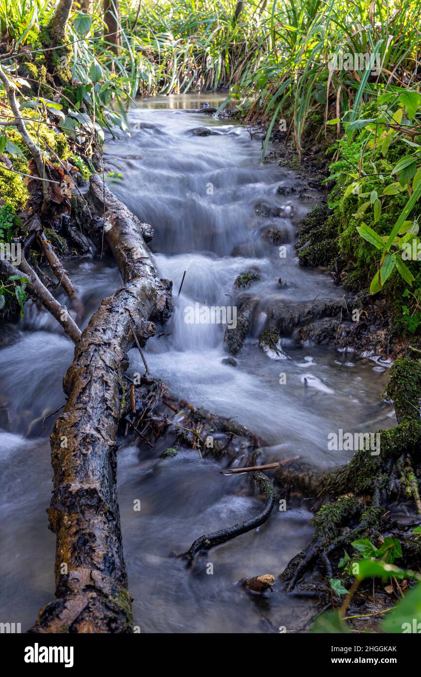 Ruscello che scorre su percorsi di albero in un bosco Foto Stock