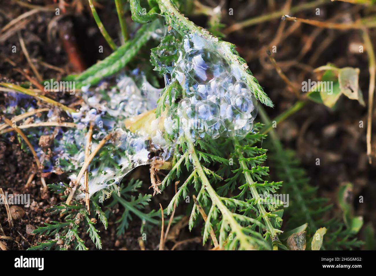 Schiuma bianca di Spumarius dello Sputor di Cuckoo Philaenus su una pianta Foto Stock