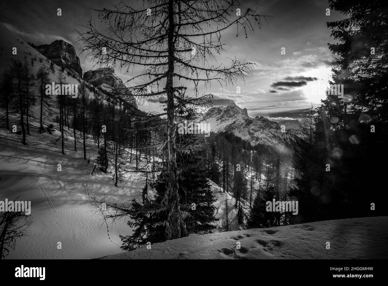 Bianco e nero panorama invernale di abeti e larici Foto Stock