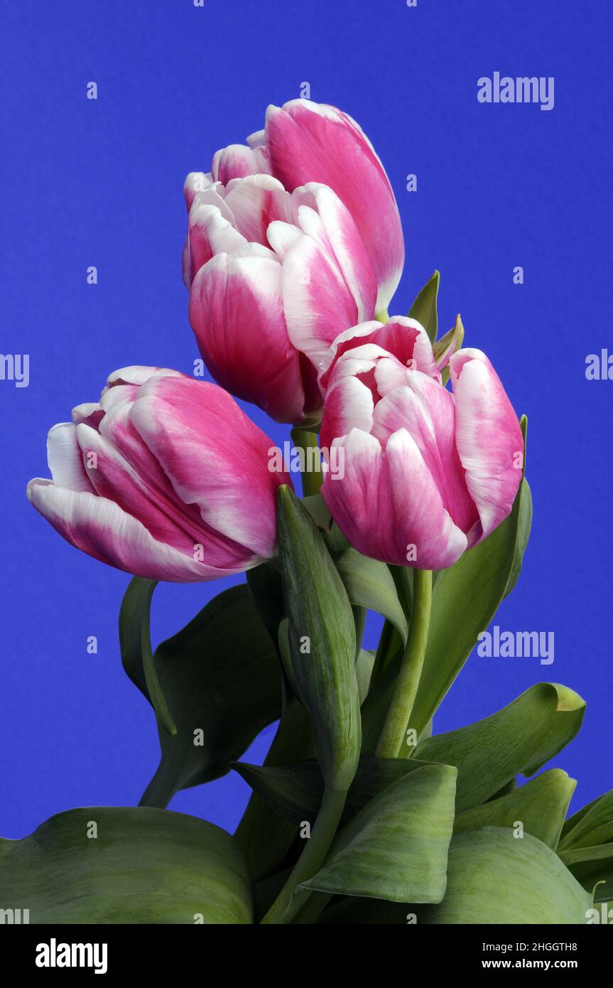 Tulipano da giardino comune (Tulipa spec.), tulipano rosa fiori di fronte a sfondo blu Foto Stock