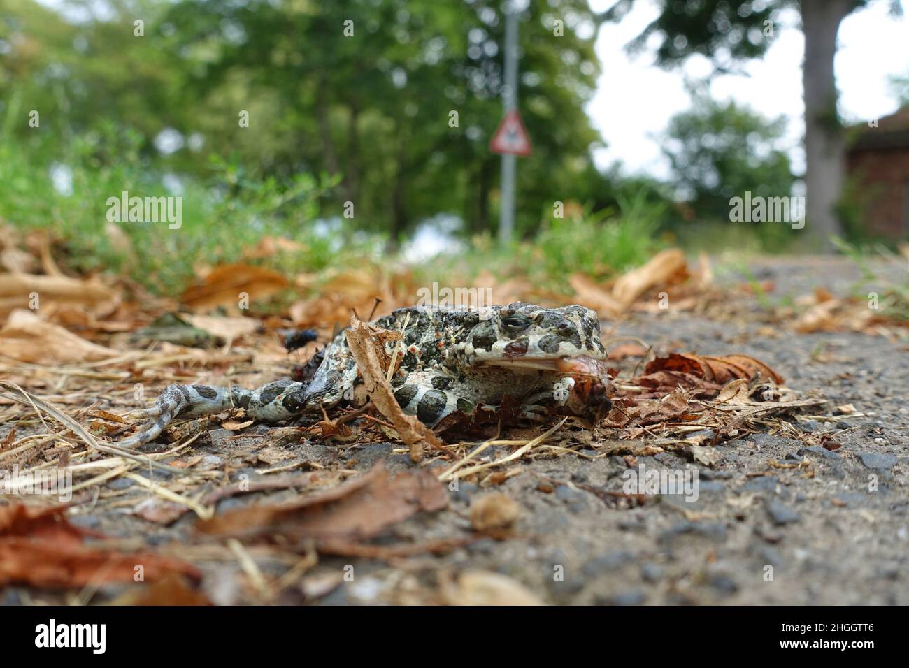 Rospo verde, rospo variegato (Bufo viridis), rospo verde morto sul lato della strada con un sacco di uova di mosca, Germania, Renania settentrionale-Vestfalia Foto Stock