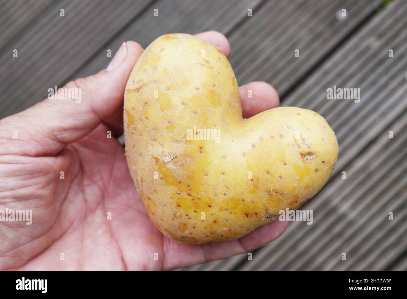 Patata (Solanum tuberosum), patata a forma di cuore si trova sulla mano di un uomo Foto Stock