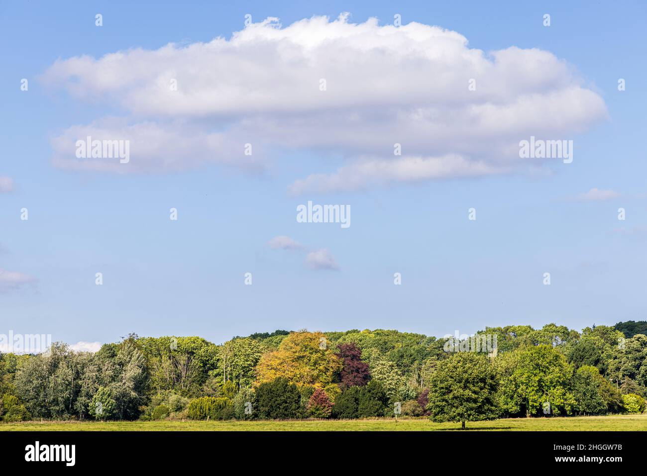 Gli alberi si colorano appena mentre l'estate si avvicina all'autunno con le nuvole di cumulo nella campagna vicino Thirsk, Yorkshire, Inghilterra Foto Stock
