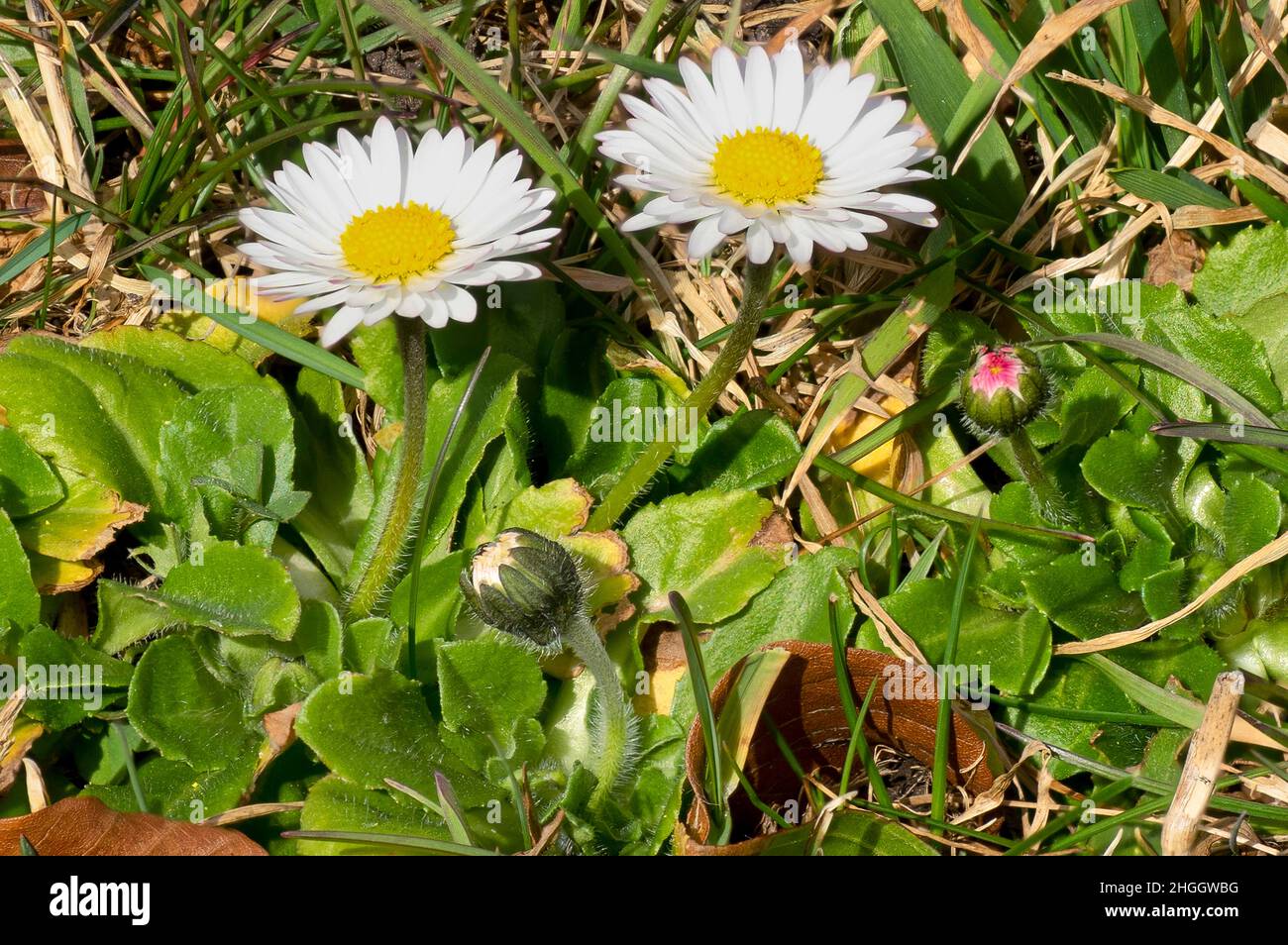 Daisy comune, daisy prato, daisy inglese (Bellis perennis), con teste e boccioli di fiori, Germania, Baviera Foto Stock