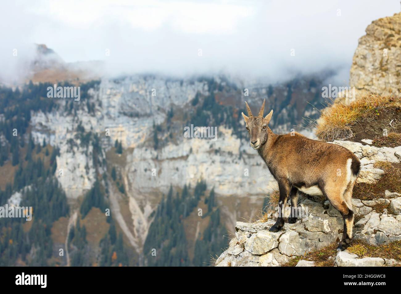 Stambecco alpino (Capra ibex, Capra ibex ibex), capra in piedi sul bordo di un pendio nell'Oberland Bernese, Svizzera, Oberland Bernese, Beatenberg Foto Stock
