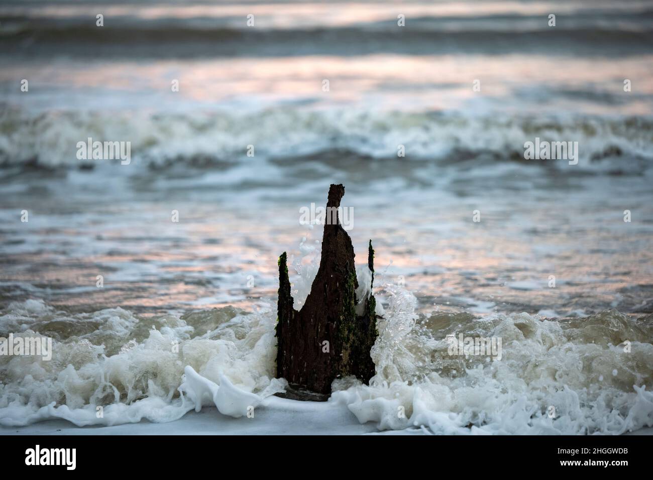 140 anni di quercia erosa groyne legno Bawdsey Ferry Suffolk Inghilterra Foto Stock