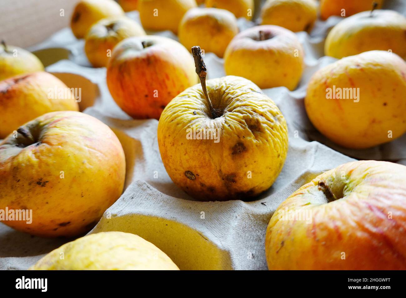 apple (Malus domestica), immagazzinare mele organiche vecchie, rivisitate e non trattate su una base di cartone, Germania Foto Stock
