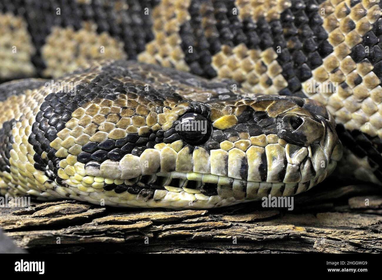 Tappeto python (Morelia spilota variegata, Morelia spilotes variegata), ritratto Foto Stock