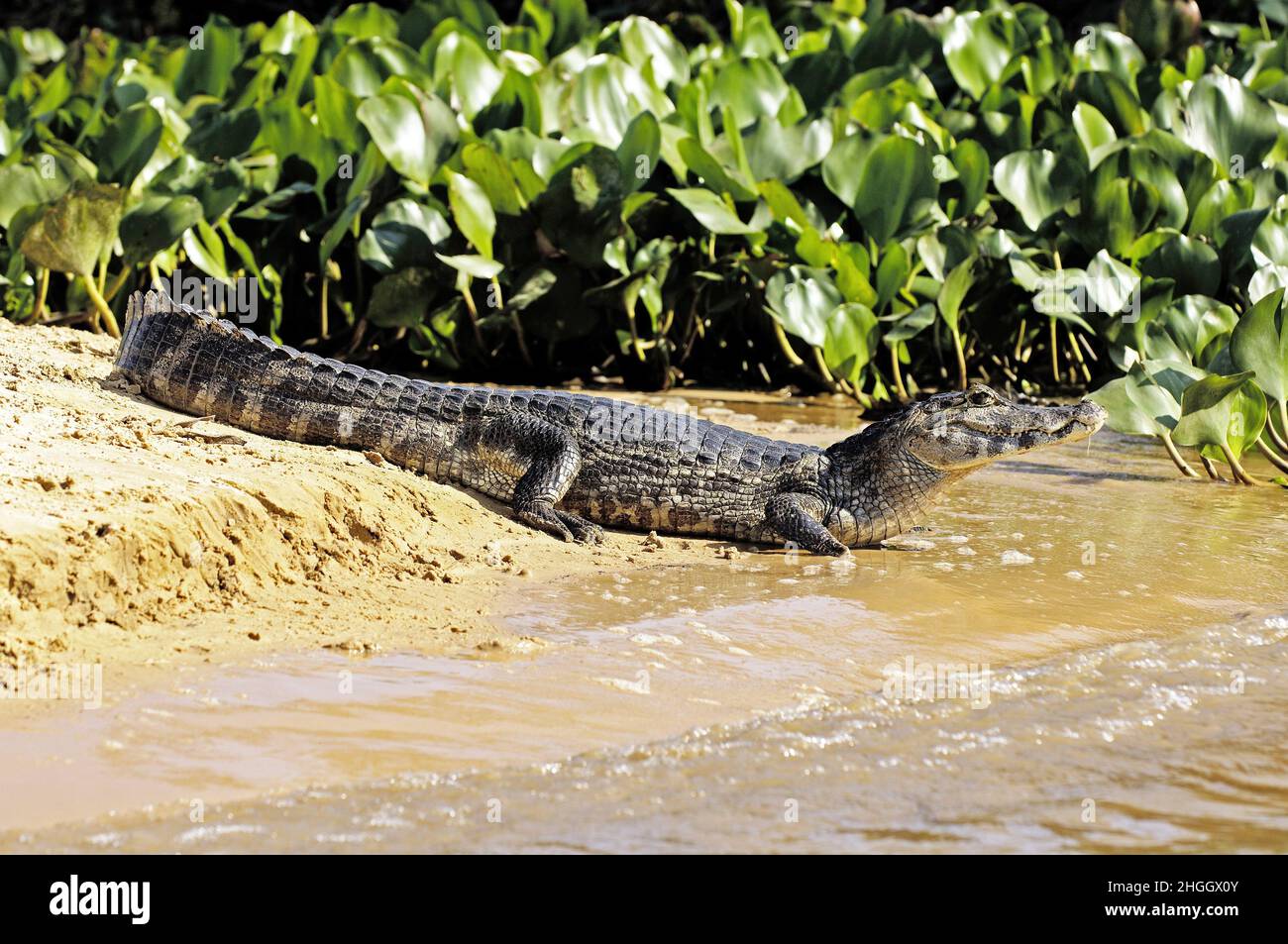 Caiman caiman (Caiman yacare, Caiman coccodilus yacare), sdraiato sulla riva, Brasile, Pantanal Foto Stock