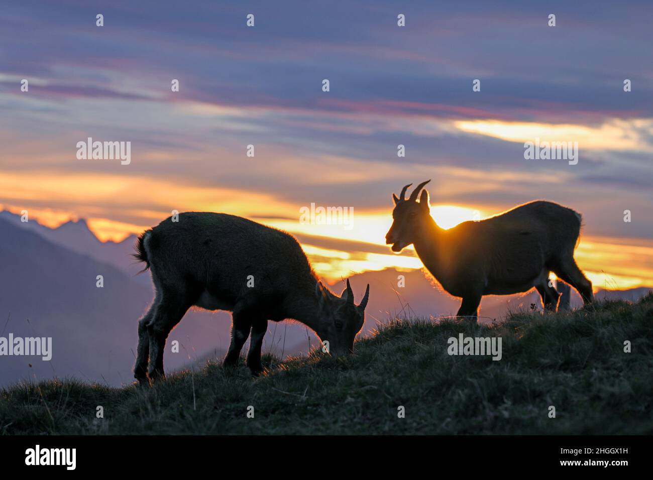 Stambecco alpino (Capra ibex, Capra ibex ibex), due giovani animali che pascolano insieme sul lato del pendio, controluce, Svizzera, Oberland Bernese, Beatenberg Foto Stock