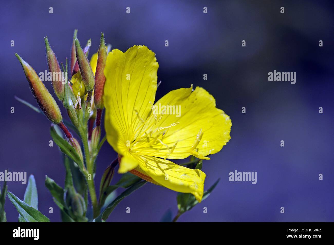 Sundrops, Narrow-leaved Sundrops, Golden Sundrops, Narrowleaf Evening-Primrose, Shrubby Sundrop (Oenothera frutticosa, Oenothera tetragona), Fiore Foto Stock