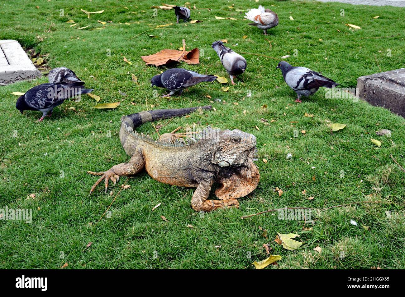 Iguana verde, iguana comune (Iguana iguana), al Parque de las Iguanas, Ecuador, Guayaquil, Iguanapark Foto Stock