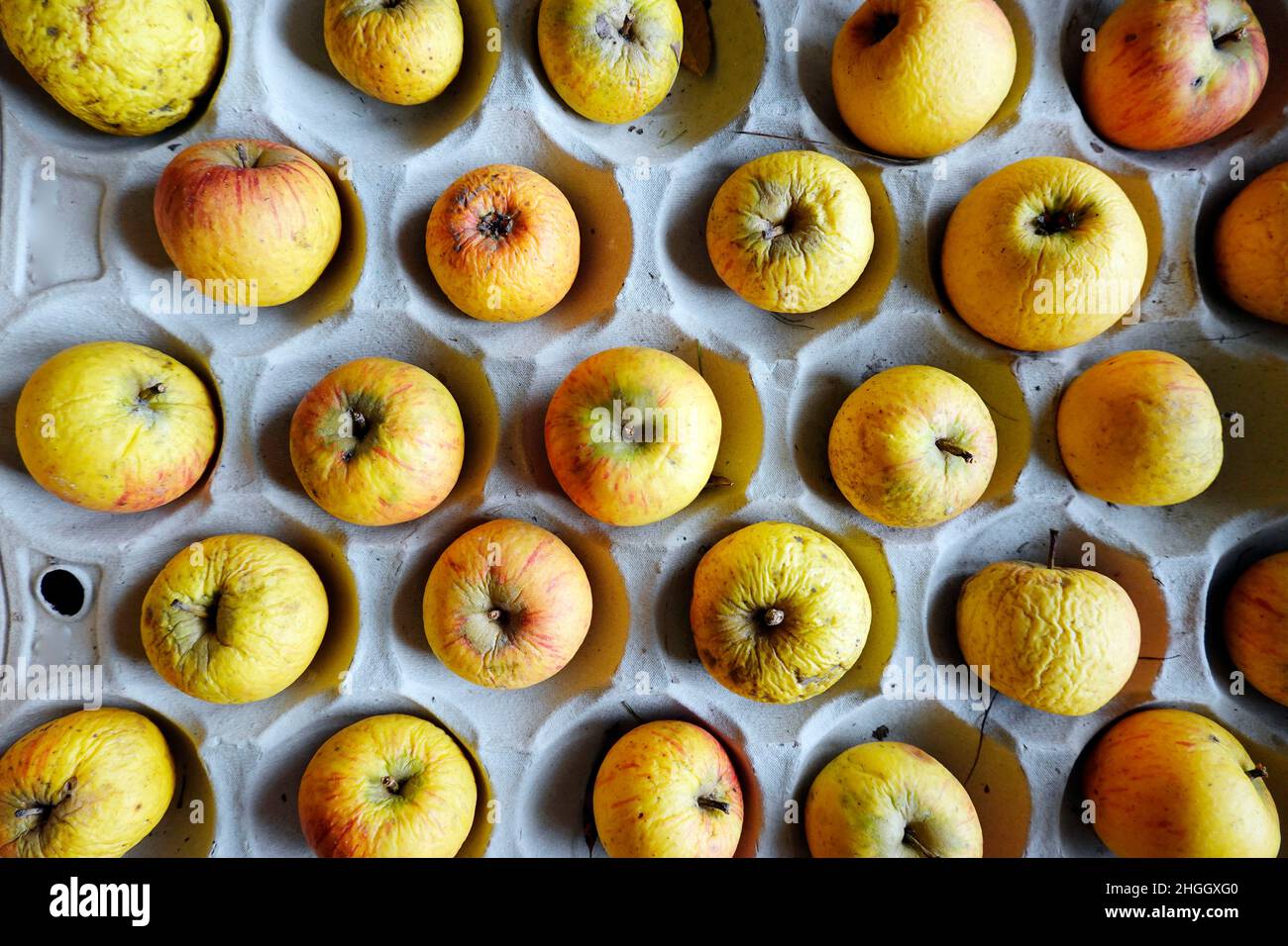 apple (Malus domestica), immagazzinare mele organiche vecchie, rivisitate e non trattate su una base di cartone, Germania Foto Stock