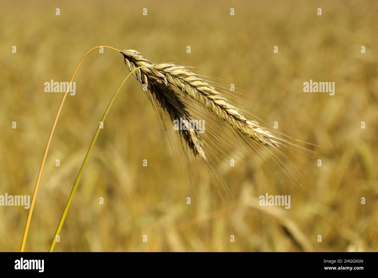 Segale coltivata (Secale cereale), orecchie pronte per il raccolto, Germania Foto Stock