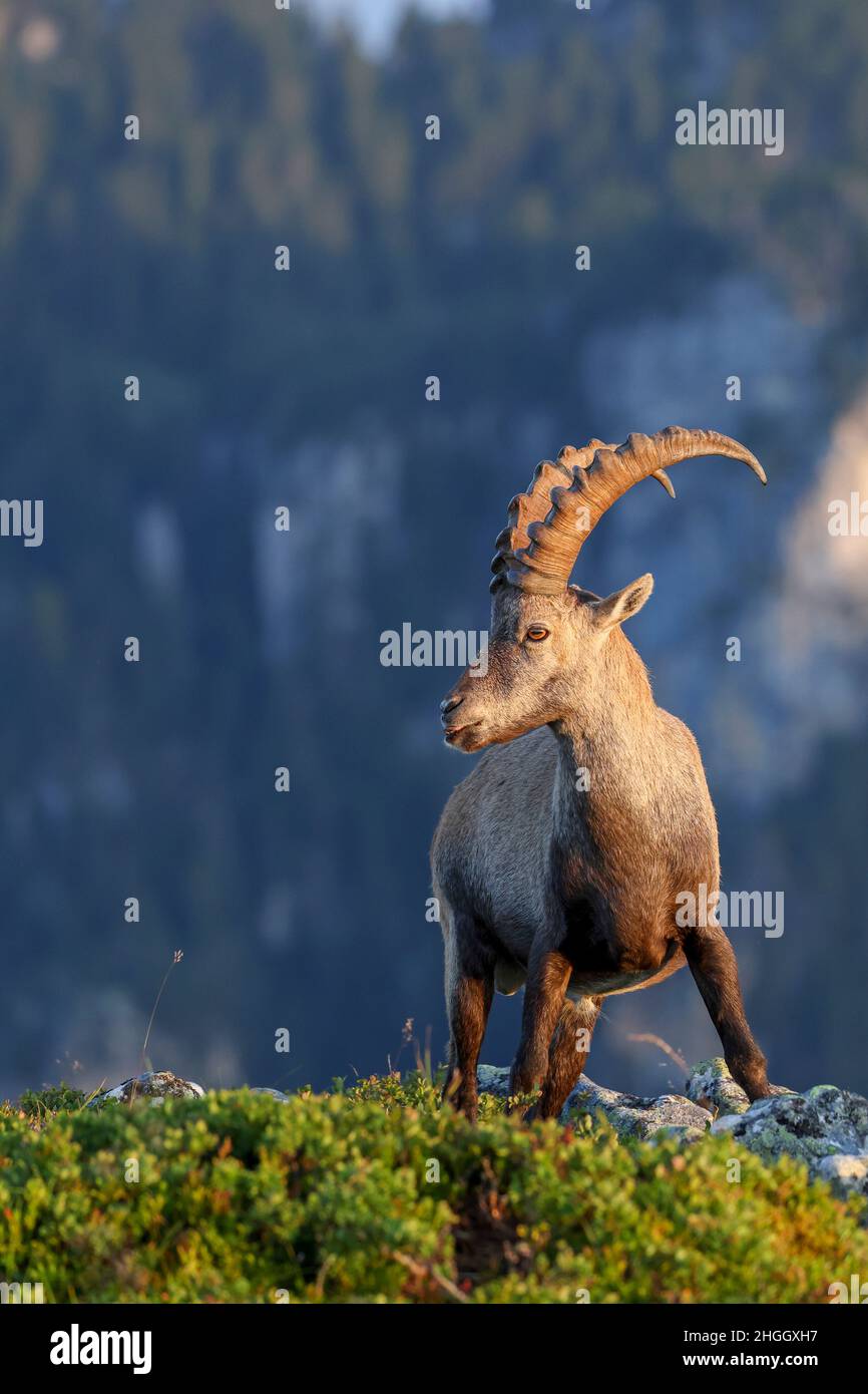Stambecco alpino (Capra ibex, Capra ibex ibex), maschio in piedi sul bordo di un pendio delle Alpi Bernesi, Svizzera, Oberland Bernese, Beatenberg Foto Stock