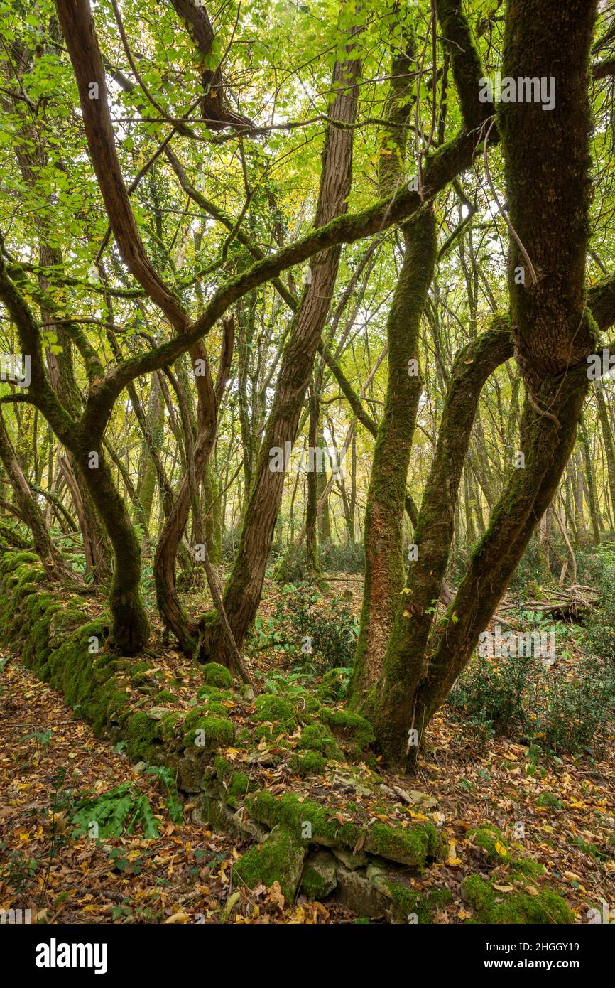 Alberi attorcigliati che crescono da un vecchio muschio coperto muro in una foresta Foto Stock