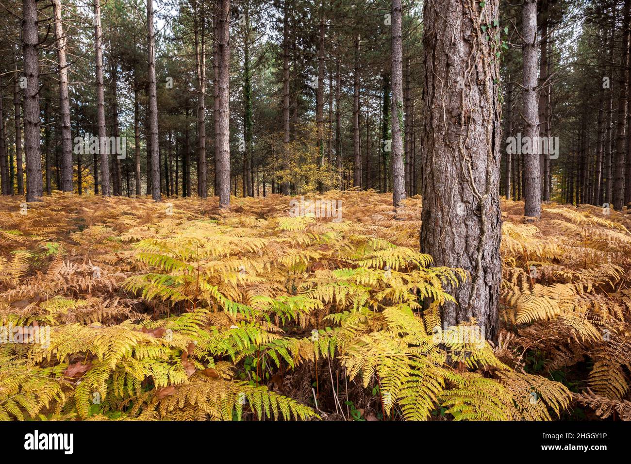 Pini che crescono tra felci autunnali in una foresta Foto Stock