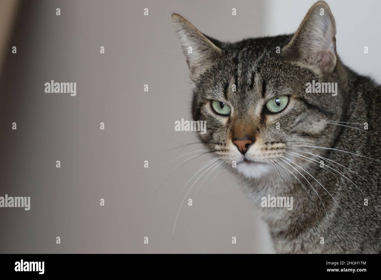 Gatto in posa per una foto Foto Stock