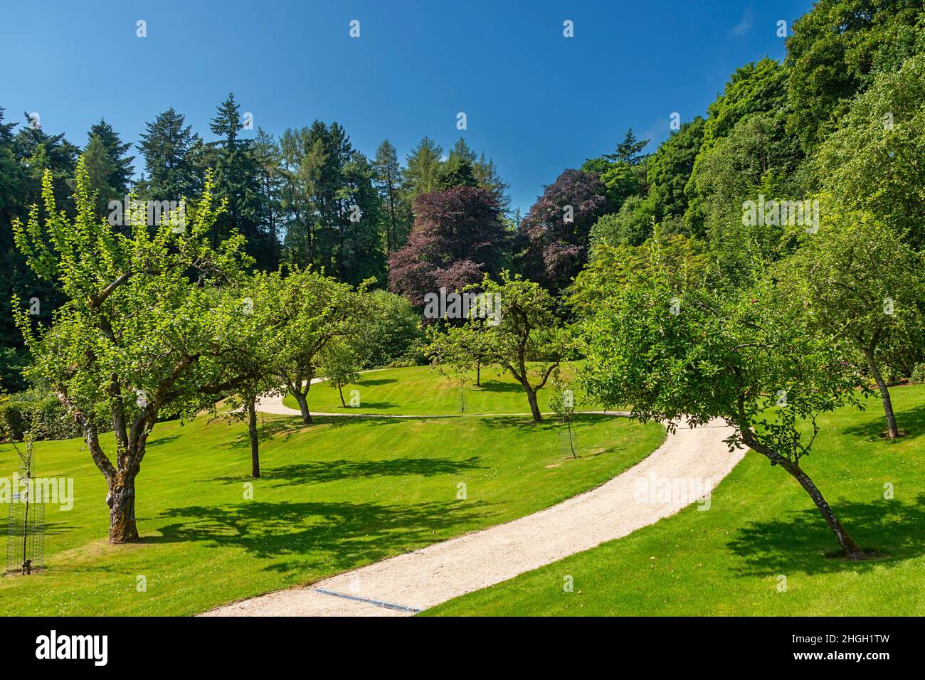 GLEN GRANT DISTILLERIA ROTHES MORAY SCOZIA I GIARDINI ALBERI DEL FRUTTETO DI MELE Foto Stock