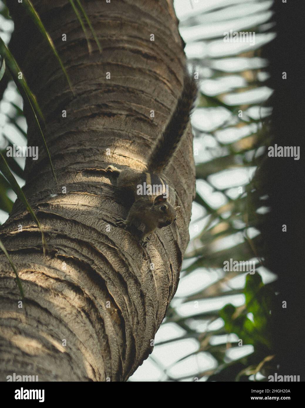 Riproduzione di scoiattolo Foto Stock