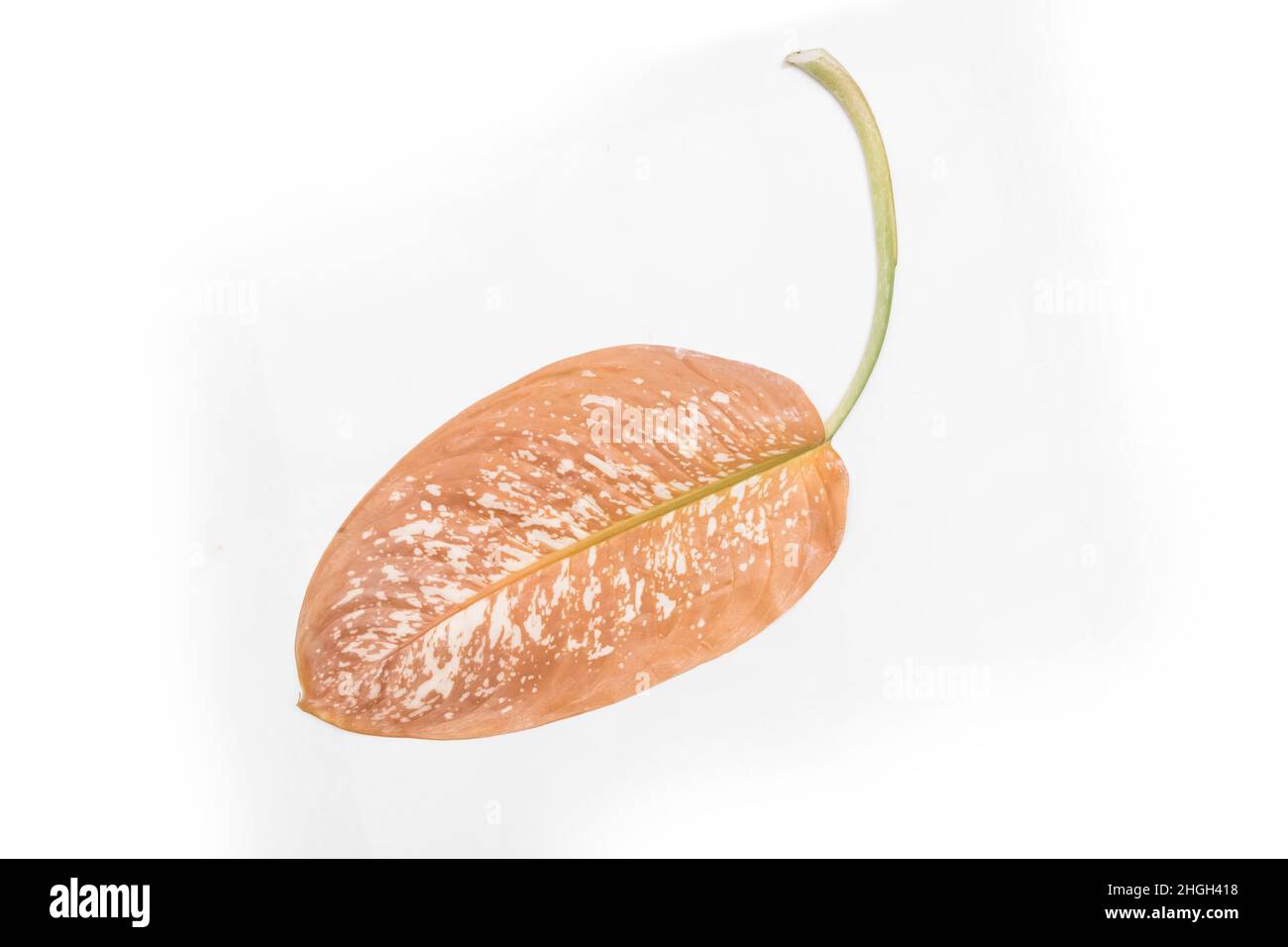 Foglia di pianta secca morta Dieffenbachia selvaggia malattia naturale su sfondo bianco. Foto Stock