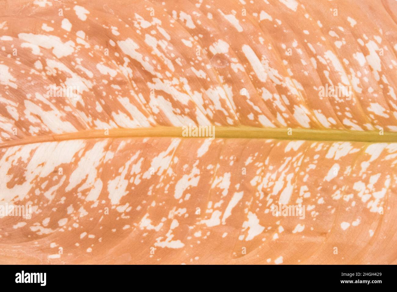 Foglia di pianta morta secca Dieffenbachia selvaggia natura malattia tessuto sfondo. Foto Stock