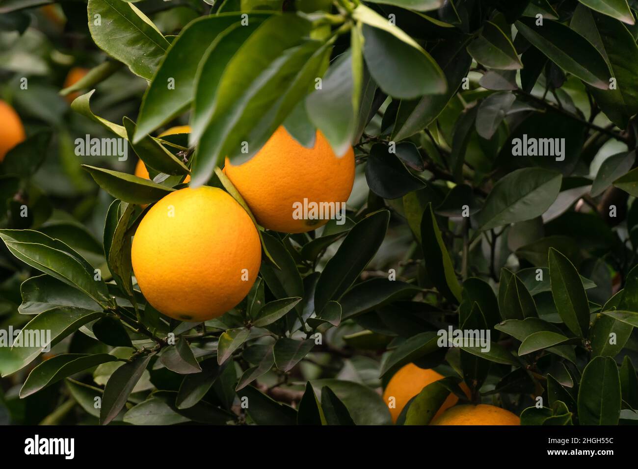 Primo piano di due arance mature su uno spazio copia albero Foto Stock
