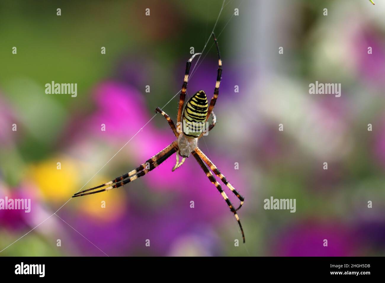 Ragno femmina Argiope bruennichi, o il ragno vespa sul suo ragno. Sfondo sfocato. Foto Stock