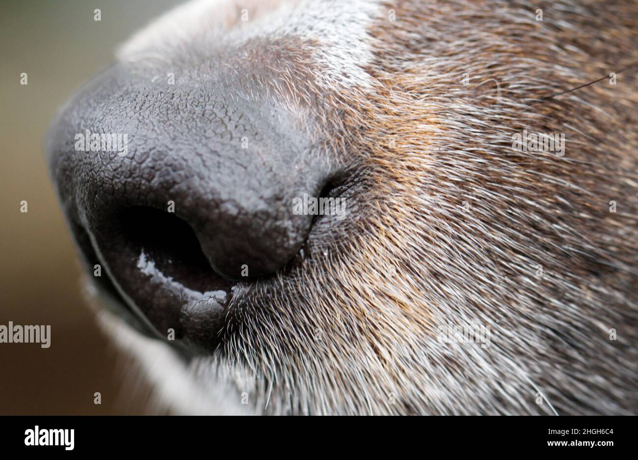 Gummersbach, Germania. 18th Jan 2022. La museruola di un cane grel. Credit: Wolfgang Hoppe/dpa/Alamy Live News Foto Stock