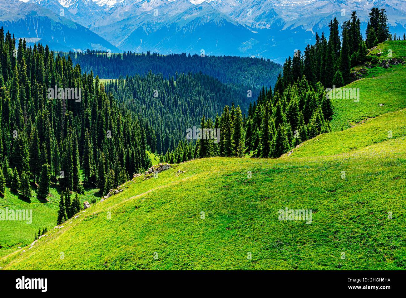 Verde erba e foresta paesaggio naturale sotto cielo blu. Verde prato paesaggio in Xinjiang, Cina. Foto Stock