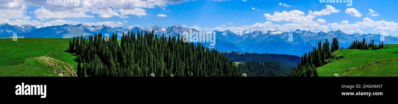 Verde erba e foresta paesaggio naturale sotto cielo blu. Verde prato paesaggio in Xinjiang, Cina. Foto Stock