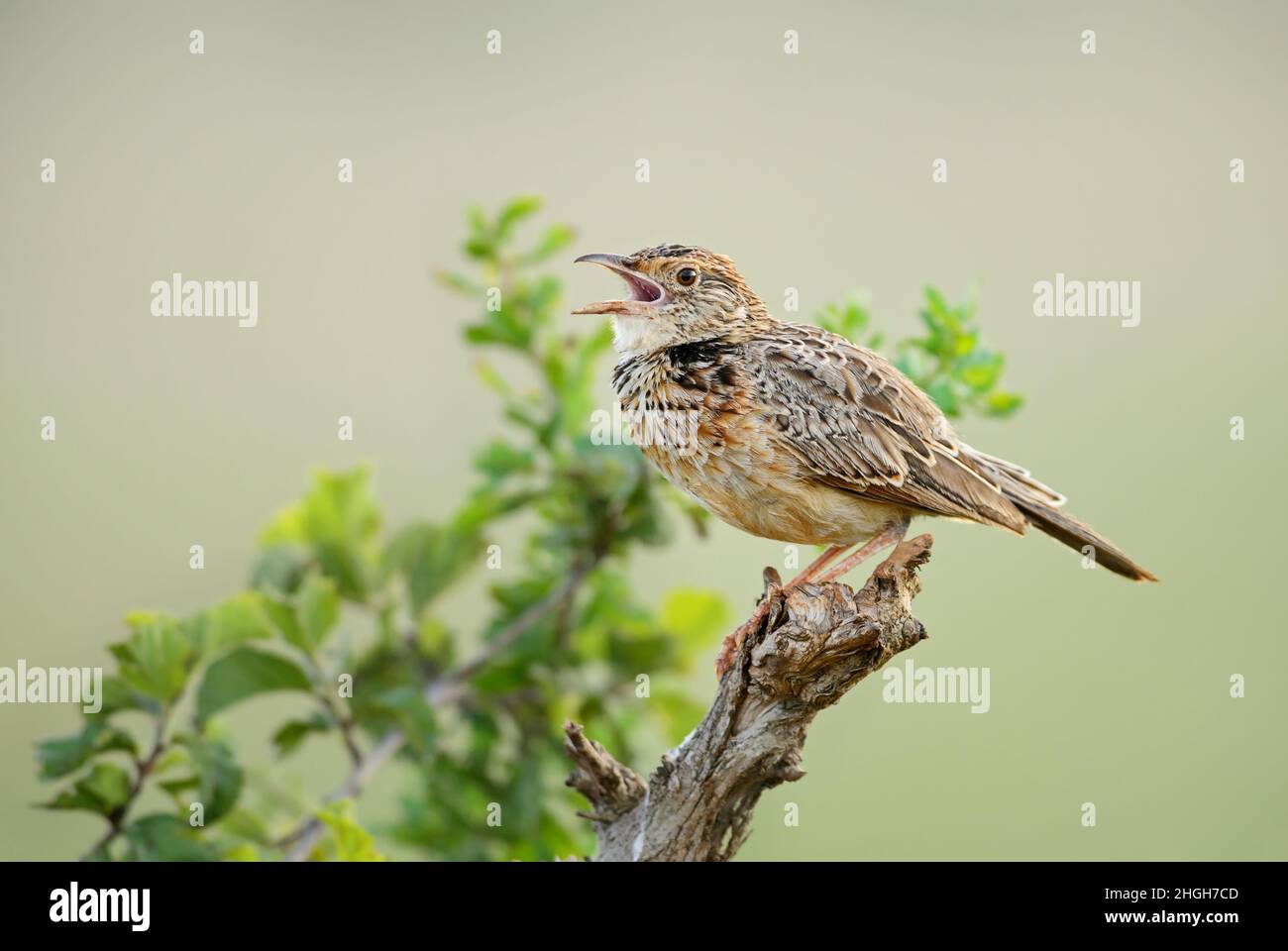 Rufous-naped Lark - Mirafra afrana, bellissimo uccello bruno che pascolano da savane africane e cespugli, colline Taita, Kenya. Foto Stock