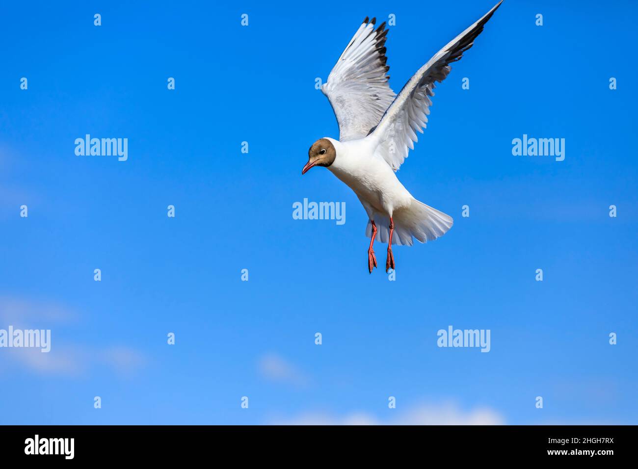 Un gabbiano a testa nera che vola nel cielo blu. La posizione graziosa dell'uccello a mezz'aria. Foto Stock