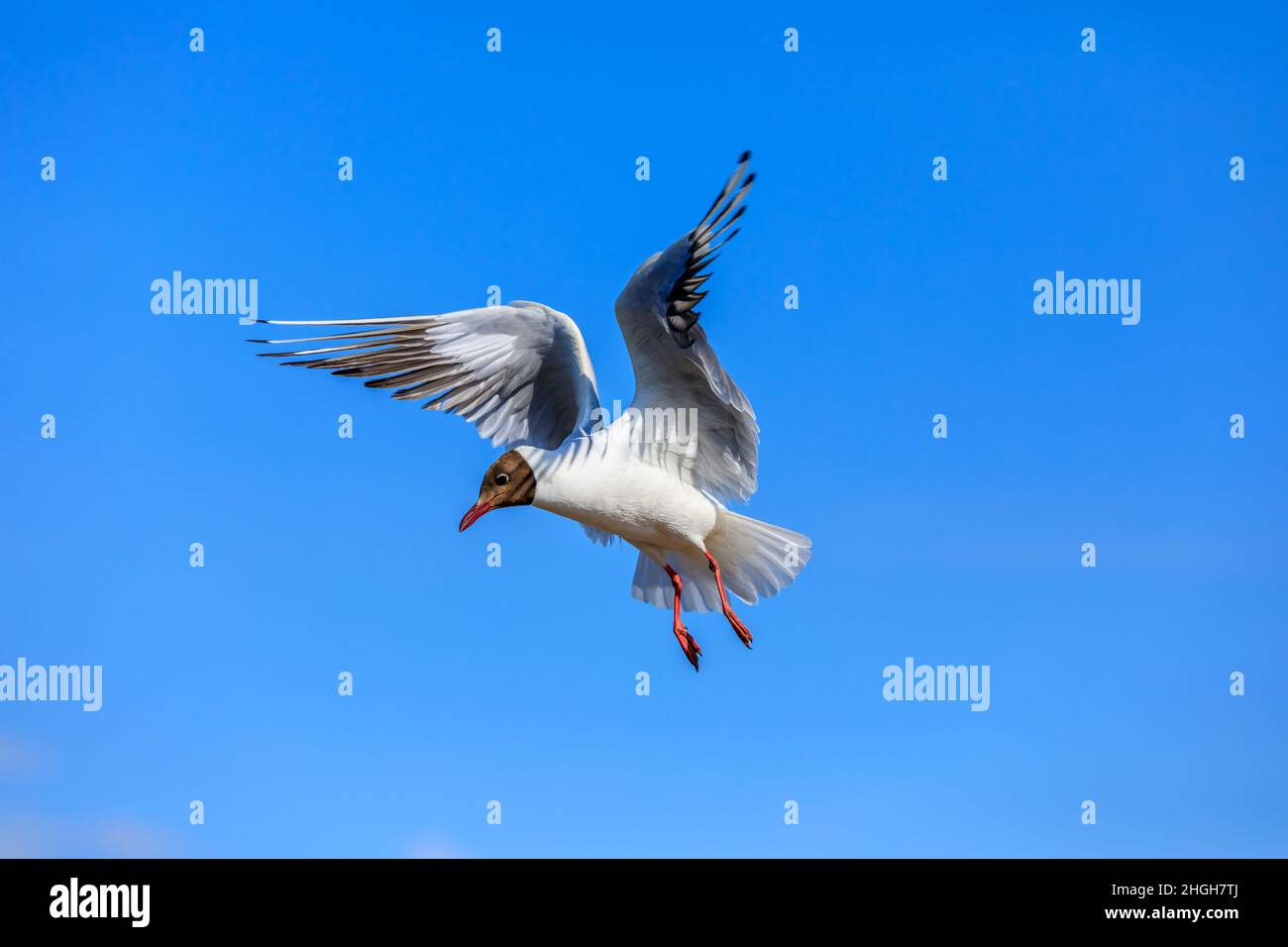 Un gabbiano a testa nera che vola nel cielo blu. La posizione graziosa dell'uccello a mezz'aria. Foto Stock