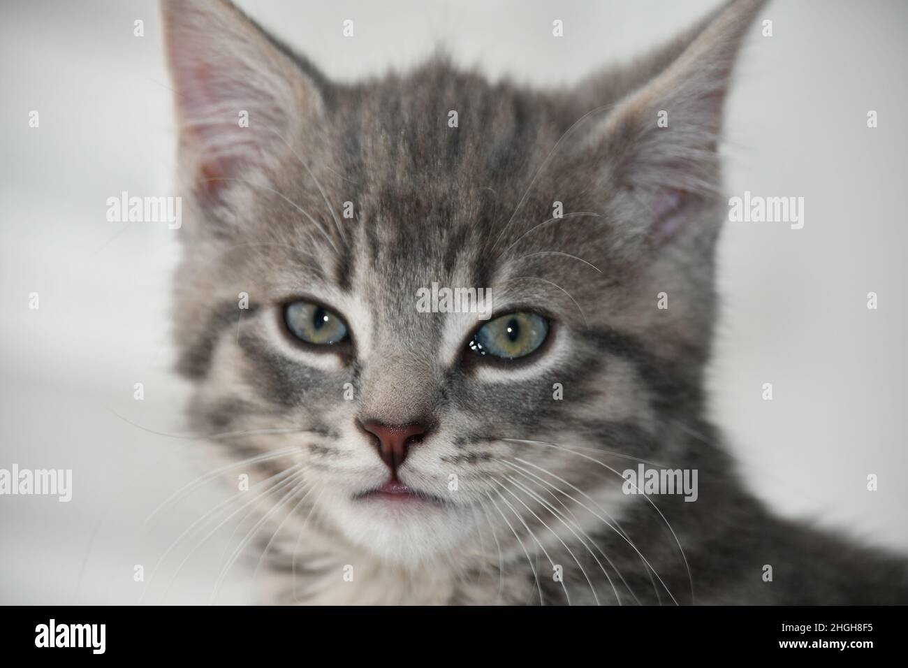 Una bella, carina, soffice, grigio chiaro, grigio, Gattino tabby, gatto domestico, Felis catus Foto Stock